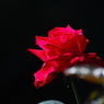 情熱の赤い薔薇