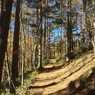 登山道４
