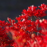 紅く燃え-ドウダン１