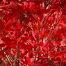 紅く燃え-ドウダン2