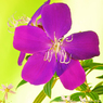 花写真<2014-61＞＊シコンノボタン