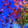 gradation