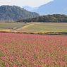 朝撮りラッキョウ畑