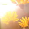 HANA・HANA 105 (Gazania)