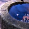 水道の花