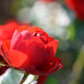 秋薔薇　イングリット・ウェイブル