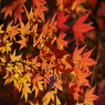 紅く燃え-いろはもみじ8