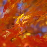 紅く燃え-いろはもみじ10