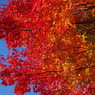 紅く燃え-いろはもみじ11