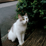猫撮り散歩708