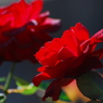 秋薔薇 情熱