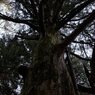 木に宿り