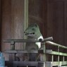 こん