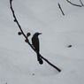 真冬の鳥