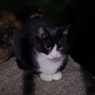 通りすがりの猫in伏見稲荷