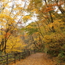 鳴子峡の紅葉2