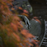 桐生市 2014-11(02)