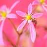 花写真<2014-64＞＊ダイモンジソウ