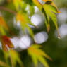 一雨ごとに深まる秋の彩り