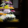 戸定菊花祭り。。。１５