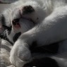 〃(∪Д∪) ぐぴ～ぃzzZZ