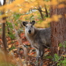 カモシカの笑顔