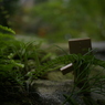 ダンボーIN花フェスタ記念公園