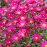 濃桃の小菊