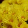黄色の小菊