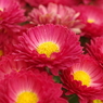 緋色の小菊