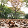 公園の落ち葉