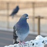 はと
