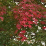 枝先の紅葉