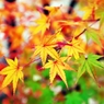 Yellow and red. Melding of autumn colors