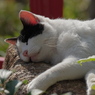 通りすがりの猫in伏見稲荷2