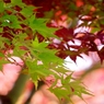 momiji04