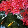 With a colored carp and colored leaves