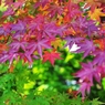 Collect colors