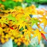Yellow dyed leaves