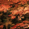 秋を探して2014@古峯神社_08