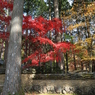 秋を探して2014@古峯神社_19