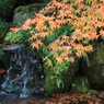 秋を探して2014@古峯神社_24
