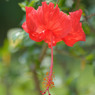 熱帯代表の花