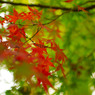 紅葉