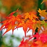 Autumn cut off in the rectangle