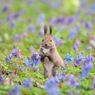 Secret flower garden