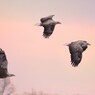 Sunset flight