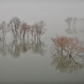 Fog elusive
