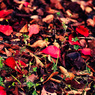 Fallen leaf.