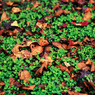 Fallen leaf.